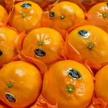 [주부의 선택] 제주 고당도 천혜향 최고급 명절 선물세트, 1.천혜향 선물용 3KG / 대과 / 9과수 내외