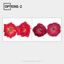 압화 장미 2종[2개입]색상선택, 다크레드