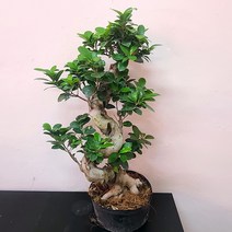 가지마루팬다 중품 에스가지마루 반려식물 거실화분 38