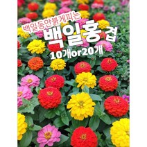 백일홍-겹 10개 20개/새악시 얼굴에 살포시 바른 연지곤지처럼 어찌 저리 이쁠고