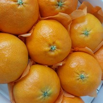 [명절선물] 제주 레드향 제주도 제철 가정용 선물용 설 과일 세트, 선물용 중대11-17과(선물가방포함)3kg