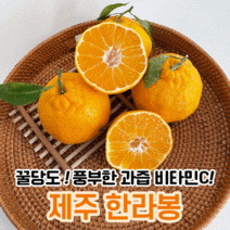 제슐랭 제주 제주도 한라봉 당일수확 2kg 3kg 5kg 10kg 택배 설날 설 선물세트, 가정용, 2kg 중과(07-09과 내외)