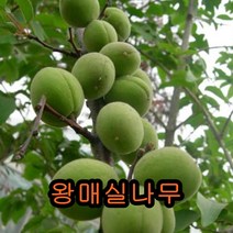왕매실나무 접목1년특묘 나무 묘목 유실수 과일나무 과실수 왕매실나무
