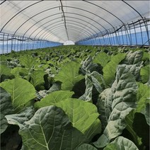 유기농 케일 신선초 주스용 즙용 1kg 2kg 무농약 채소 농장 녹즙, 신선초 8kg