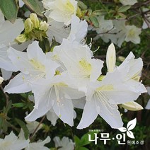 [나무인] 백철쭉 10그루