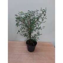 마오리소포라/중