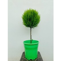 핫도그 외목대 율마 중대품 55~80cm 249