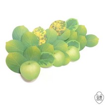 [깊쁨] 애플 접착식 메모지, Green