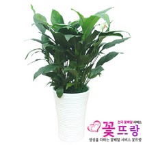 스파트필름 공기정화식물 관엽식물 전국꽃배달서비스 개업화분/축하선물, 1개