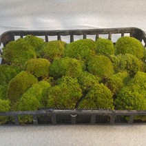 한반도농원 이끼 천연잔디/이끼, 비단이끼(중), 1