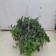 온누리농원 청아이비, 1개