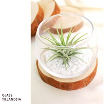 오렌지나무 미세먼지에는 틸란드시아 GIFT SET, 09_행잉볼 틸란드시아 GIFT SET