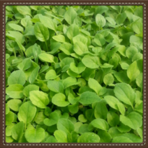 화천산약초 부지깽이모종 105구모종판, 1개