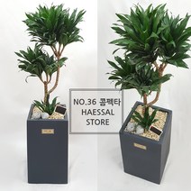 햇살농장 공기정화식물 인테리어 거실화분 개업화분 대형 화분 당일배송 가능(서울지역 경기일부지역 당일배송), 36.콤펙타, 1개