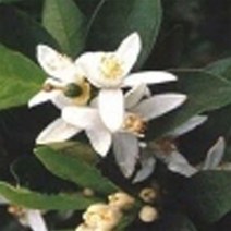 [엔피솝] 비누재료 화장품재료 플로럴워터 9종 비누재료 화장품재료, 네놀리워터 500ml