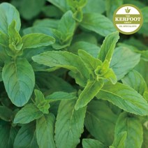 랑팡 천연에센셜 오일[탑노트], 탑노트13. 스피어민트E.O 30ml