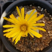 트리앤 꽃이이쁜 마옥 리톱스