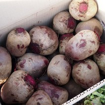 국내산 비트뿌리 레드비트, 2kg, 1개
