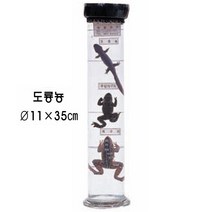 액침표본(동물)3 / 도룡뇽, 1개