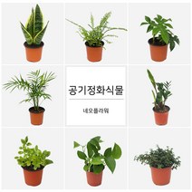 네오플라워 공기정화식물 꽃화분 허브, A98.거북등알로카시아, 1개