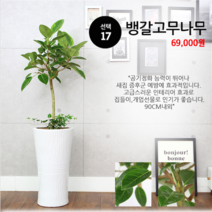 하트앤플라워 49 000원, 17_뱅갈고무나무, 1개