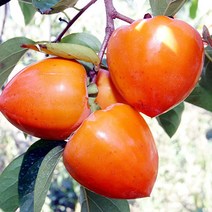 오병이어농산 햇대봉감 5kg 15kg 감 대봉, 1개, 15kg(41~50개)