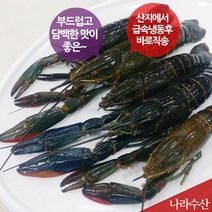 나라수산 크레이피쉬 자연산 민물가재 1kg 부드럽고 담백한맛 일품, 1박스, 04_크레이피쉬(특대)(1kg)(6~7마리내외)