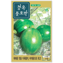 청농종묘 자소엽 씨앗 1000립 자소엽씨앗 자소엽씨 차조기 약재, 13_청옥풋호박(10립)