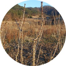진도허브 국산 엄나무 해동목 해동피 엄나무껍질 엄나무단 음나무, 엄나무(절)300g