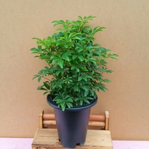 [용이네 화원] 초록빵빵~ 홍콩야자 180 농원