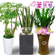 꽃뜨랑 공기정화식물, 돈나무, 1