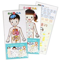 핸디몰 우리몸 우리뼈구조SET(1번) 우리몸 우리뼈 내장구조SET(2번), 우리몸 우리뼈구조SET①