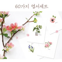 모두카피 꽃무늬엽서 꽃엽서 패턴엽서 식물엽서 수채화엽서 뒷면무지 디자인엽서세트 60장set FW-03, opp비닐봉투(카드봉투대체)
