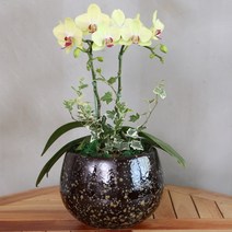 다덴다플라워 동양난 서양난 선물 축하 승진 이사, 11.서양난 포춘(기본)