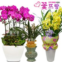 꽃뜨랑 축하동양란 축하서양란 호접란 만천홍 개업식화분 전국당일꽃배달, B11 핑크심비디움, 1개