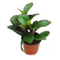 그린플랜트 공기정화식물 홍페페 1+1