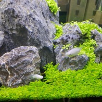 트리앤 수초 씨앗 키우기, 1.수초씨앗, 1개