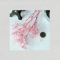 플라라 프리저브드플라워 안개꽃 드라이플라워, 08. 화이트로즈