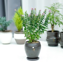 아침향기 공기정화식물 옹기화분, ;, 1개, 쿠페아.