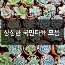 제이팟다육 예쁜 국민 다육이 다육식물 200종류, B14. 핑크루비, 1개
