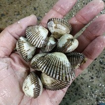 통영 피꼬막1kg 외 해산물고르기 당일조업 총알발송, 1개, 새꼬막1kg