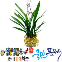 국민플라워 동양란 산천보세(겨울)