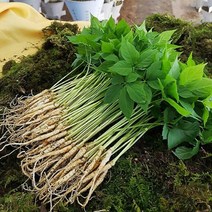 산골짜기 농장 미니 새싹삼 새싹인삼, 1box, 특대 25뿌리