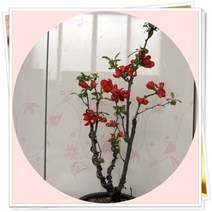 명자나무 묘목 삽목2년5주, 1개