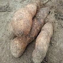 안동마 참마 2022년11월 수확 햇마 산지직송 쌀겨포장 마 1박스, 5kg 신토불이 웰빙 (중)품, 1box