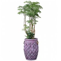 플라워리퍼블릭 폴리셔스1 실내공기정화식물 축하화분 개업식 거실