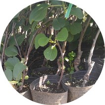 키위 참다래 그린키위암3수1