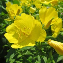 [아로마케이] 케리어오일 베이스오일 비누만들기재료, C_04 달맞이종자오일100ml