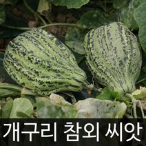 판매순위 상위인 성주참외정병경 중 리뷰 좋은 제품 추천