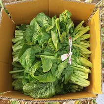 [한정특가] 돌산갓 10kg, 1박스